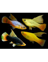 Platy Mix High Fin