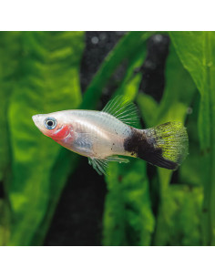 Platy panda