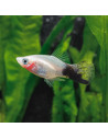 Platy panda