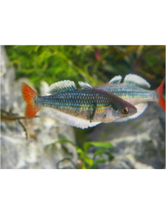 Melanotaenia sp. Kali Tawa