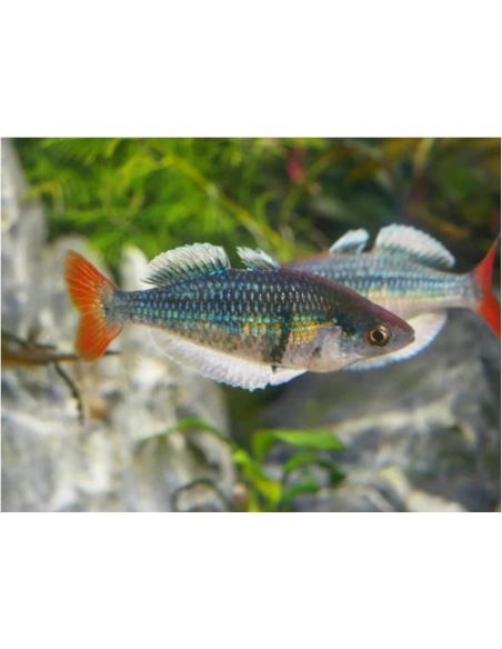 Melanotaenia sp. Kali Tawa
