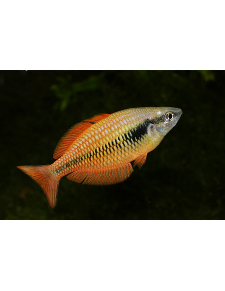 Melanotaenia parva 4-6cm