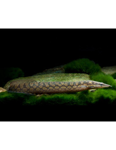 Mastacembelus armatus