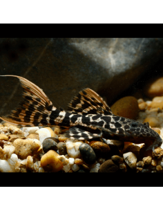 L 273 - Pseudacanthicus sp. Titanic Pleco 10-12cm