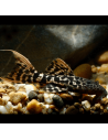 L 273 - Pseudacanthicus sp. Titanic Pleco 10-12cm