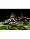 L 129 - Hypancistrus debilittera 4-6cm