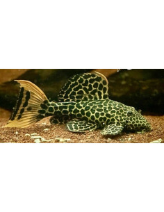 L 114 - Pseudacanthicus leopardus 3-5cm