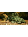 L 114 - Pseudacanthicus leopardus 3-5cm