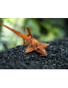 L 10a - Rineloricaria sp. Red