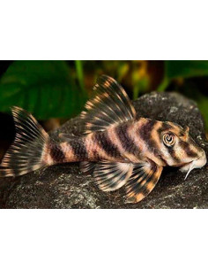 L 015 - Peckoltia vittata "Xingu" 6-8cm