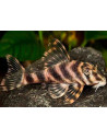 L 015 - Peckoltia vittata "Xingu" 6-8cm