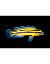 Julidochromis marksmithii 5-6cm