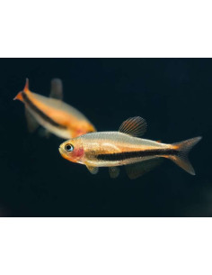 Inpaichthys luizae