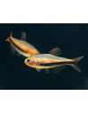 Inpaichthys luizae