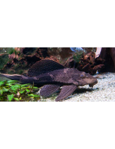 Hypostomus plecostomus L 18-22cm