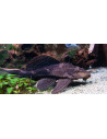 Hypostomus plecostomus L 18-22cm