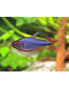 Hyphessobrycon wadai