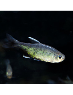 Hyphessobrycon negodagua