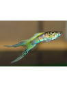 Guppy Smaragd Wiener