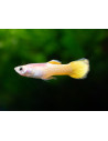 Guppy Neon gold Male