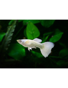 Guppy Luminous White male