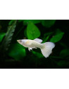 Guppy Luminous White male