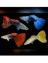Guppy male Mix Premium