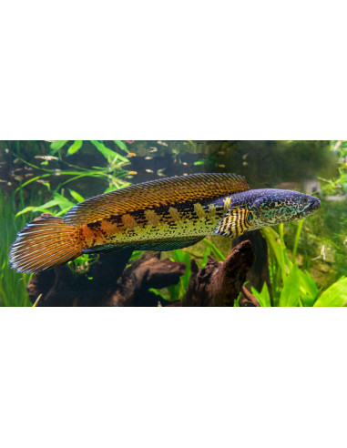 Channa aurantimaculata 10-12cm