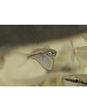 Carnegiella schereri