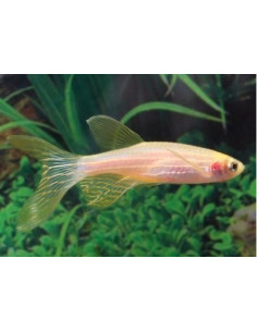 Brachydanio rerio "gold voilé"