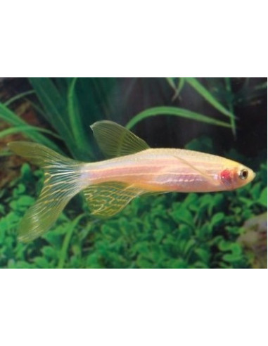 Brachydanio rerio "gold voilé"