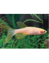 Brachydanio rerio "gold voilé"