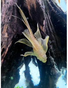 Ancistrus Albinos Long Fin S