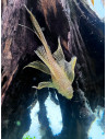 Ancistrus Albinos Long Fin S