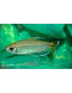 Alestopetersius sp. Lefini
