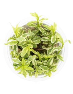 Hygrophila polysperma 'White' 1-2-Grow! – Plante aquarium in vitro