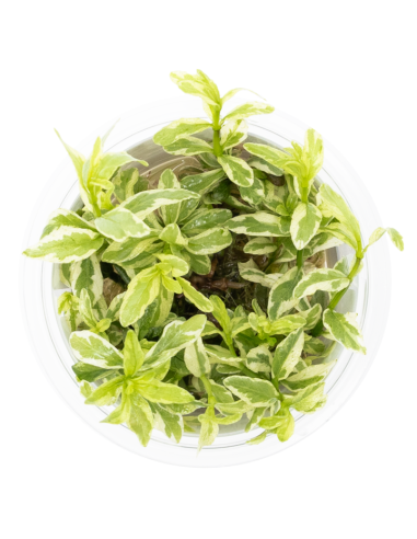 Hygrophila polysperma 'White' 1-2-Grow! – Plante aquarium in vitro