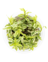 Hygrophila polysperma 'White' 1-2-Grow! – Plante aquarium in vitro
