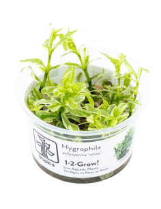 Hygrophila polysperma 'White' 1-2-Grow! – Plante aquarium in vitro