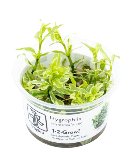 Hygrophila polysperma 'White' 1-2-Grow! – Plante aquarium in vitro
