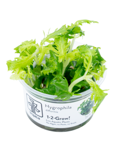 Hygrophila polysperma 'White' 1-2-Grow! – Plante aquarium in vitro