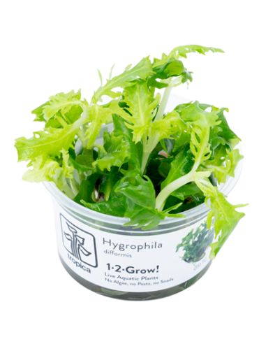 Hygrophila polysperma 'White' 1-2-Grow! – Plante aquarium in vitro