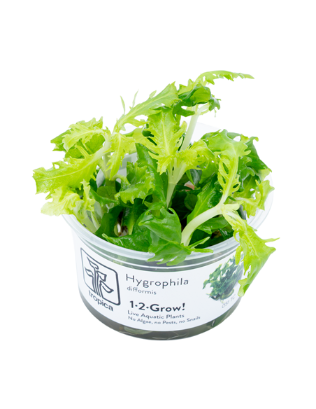 Hygrophila polysperma 'White' 1-2-Grow! – Plante aquarium in vitro