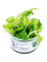 Hygrophila polysperma 'White' 1-2-Grow! – Plante aquarium in vitro