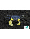 Geosesarma dennerle "Goldeneye" – 2–3 cm