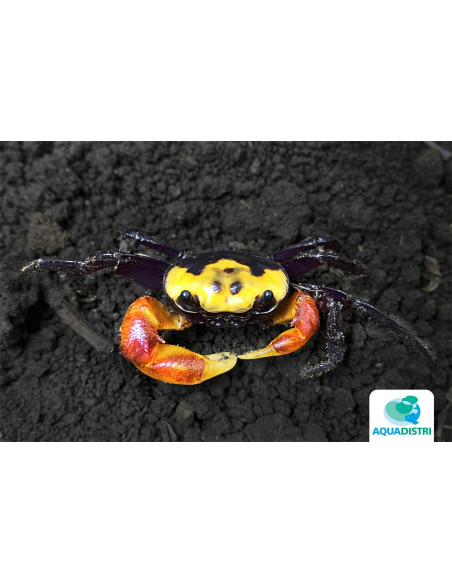 Scandarma Splendidum 3-4cm Wild