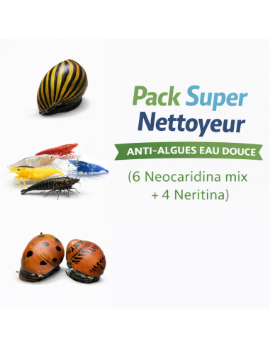 Pack Super Nettoyeur anti-algues – Neocaridina & Neritina | AquaBota