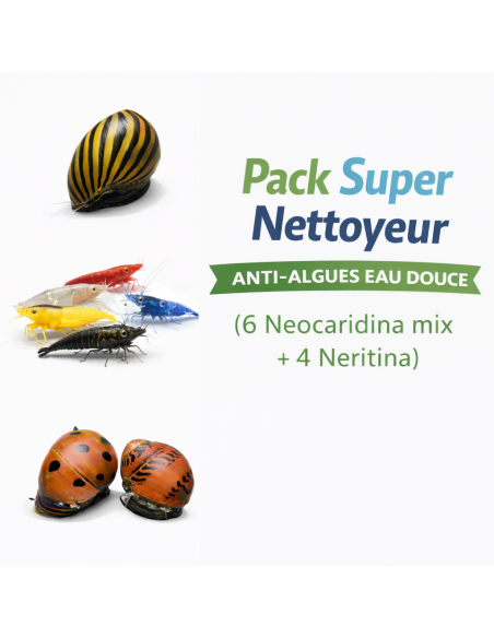 Pack Super Nettoyeur anti-algues – Neocaridina & Neritina | AquaBota