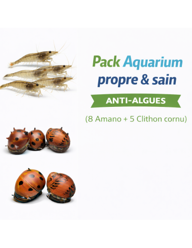 Pack Aquarium propre & sain (8 Amano + 5 Clithon cornu) – Anti-algues