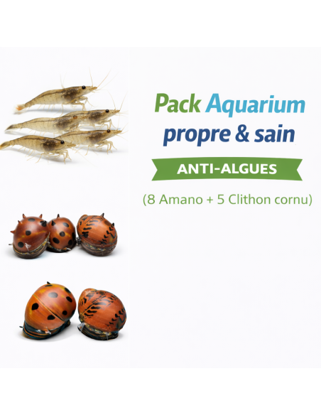 Pack Aquarium propre & sain (8 Amano + 5 Clithon cornu) – Anti-algues